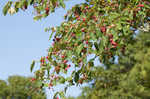 Serviceberry